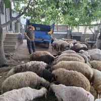 فروش گوسفند  زنده نوشهر|حیوانات مزرعه|نوشهر, |دیوار