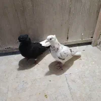 سیاه دمسفید کرم دمسفید