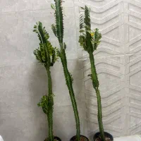 افوربیا سبز