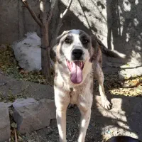 سگ نجات دارع