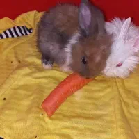 یک جفت خرگوش بسیار کوچک|موش و خرگوش|پرند, فاز ۶|دیوار