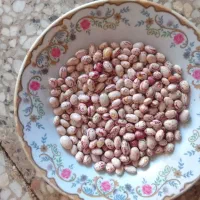 لوبیا چیتی گرد و قرمز درجه یک