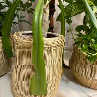 سبدهای حصیری|صنایع دستی و سایر لوازم تزئینی|شیراز, شهرک مهدیه|دیوار