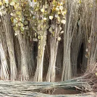 انواع نهال صنوبر و کبوده از یک تا هفت متری