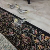 عروس هلندی