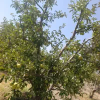باغ-قطره-ای-در-دیزبین