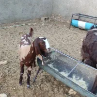 بز پاکستانی|حیوانات مزرعه|طبس, |دیوار