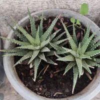 گل طبیعی خونگی|گل و گیاه طبیعی|یاسوج, |دیوار