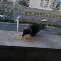 هم.خونه میشم خو.نه ندارم