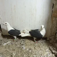 جفت پشتی سیاه گراف میزون|پرنده|جلگه رخ, |دیوار