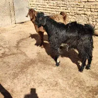 سه راس بزغاله هشت ماهه نر جهت قربانی|حیوانات مزرعه|تاکستان, |دیوار