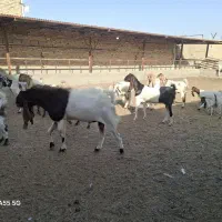نر بز درجه یک افغانی