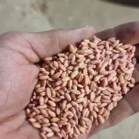 گندم صدرا بزری|خدمات باغبانی و درختکاری|روانسر, |دیوار