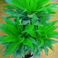 گلهای آپارتمانی