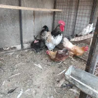 مرغ و خروس محلی|حیوانات مزرعه|بردسکن, |دیوار