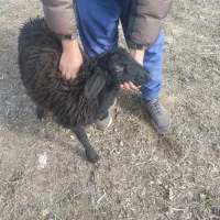 بره نر دشتی|حیوانات مزرعه|فیروزآباد (آذربایجان), |دیوار