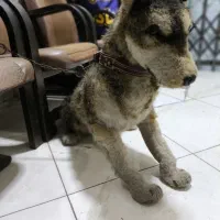 سگ نگهبان خاص