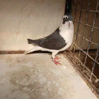 کبوتر|پرنده|ری, بازار گل خاوران|دیوار