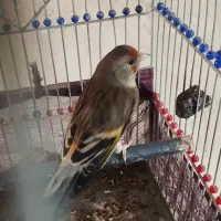 فروش سهره قناری