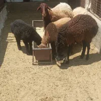 میش و بره شیشک چاق کشتاری بره نر سبک