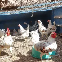 فروش خروس مرغ قیمت      ۳۵۰ مرغ ها وخروس۴۰۰ میباشد|حیوانات مزرعه|قزوین, |دیوار