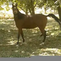 اسب مادیان و کره مادیان