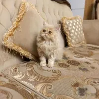 گربه پرشین