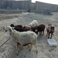 میش بره و قوچ رومن|حیوانات مزرعه|صفادشت, |دیوار