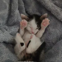 گربه
