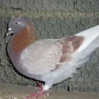 کبوتر ارزان