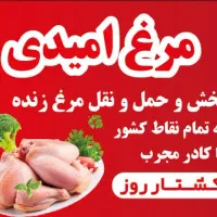 پخش مرغ زنده و کشته