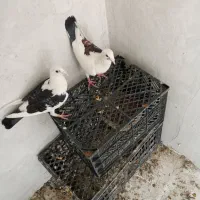کفتر نوک گنده