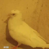 کبوتر|پرنده|اهواز, کوی نیرو|دیوار
