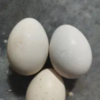 تخم مرغ محلی