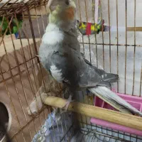 عروس هلندی|پرنده|اهواز, منبع اب|دیوار