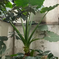 گل بابا آدم