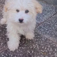 سگ سه ماه نر