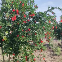 کارگر باغبانی با محل سکونت