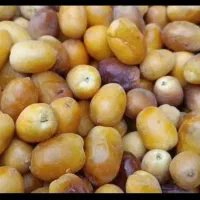 قصب پاک شده پلاستیک گرفته کیلویی82|خوردنی و آشامیدنی|فراشبند, |دیوار