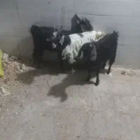 بزغاله خرج خور بزرگ|حیوانات مزرعه|قم, شاه ابراهیم|دیوار