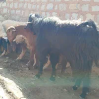 بز نر (ساورین)|حیوانات مزرعه|گیلان غرب, |دیوار