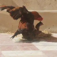 خروس فروشی یا معاوضه|حیوانات مزرعه|سراوان, |دیوار