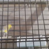 قناری نر سبز کشیده (دورگه سبز علیخانی)|پرنده|تهران, زرگنده|دیوار