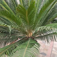 سیکاس|گل و گیاه طبیعی|رشت, تازه آباد|دیوار