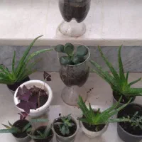 گلهای آپارتمانی|گل و گیاه طبیعی|الوند, |دیوار