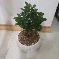 بنسای