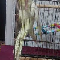 عروس هلندی دستی و رام