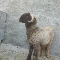 بره ذات دار