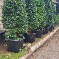 گل یاس هلندی|خدمات باغبانی و درختکاری|چابکسر, |دیوار