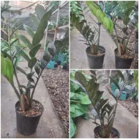 زامفولیا سبز وبلک